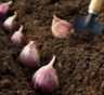 Чеснок любит заботу: когда и как сажать, чтобы собрать ведро крупных головок