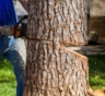 Это должен знать каждый дачник: как безопасно спилить дерево и не разрушить гараж соседа
