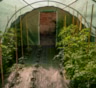 Моя теплица справляется и без капельного полива: рассказываю, как обойтись подручными средствами