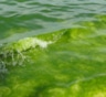 Цветение воды оборачивается катастрофой: экологи нашли каналы распространения опасных водорослей