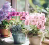 Цветам для силы не помешает подкрепиться сладеньким: это средство превратит ваши подоконники в пышную клумбу