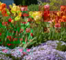 Превратите свой участок в филиал Голландии — и начните уже осенью: потрудитесь сейчас — а весной вас встретят яркие тюльпаны