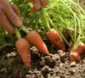 Не ждите весны: подзимний посев моркови — не допустите ошибок новичков