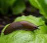 Слизни готовятся к зимней засаде: спасите огород — действуйте прямо сейчас