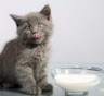 Лактоза против мурлыки: как выбрать молочные продукты, чтобы кошка осталась довольна