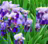 Садоводы забывают об этом: осенний уход за ирисами спасает от весеннего разочарования