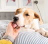 Любовь, тревога или болезнь: вот почему собака часто лижет вам руки