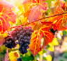 Лоза в октябре: хитрости осеннего ухода за виноградом