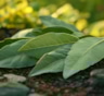 Лавровый лист — не для супа, а для грядки: как превратить приправу в защитника растений