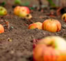 Хитрый способ утилизации: куда девать упавшие фрукты, чтобы сад сказал спасибо