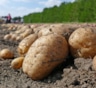 Картошка на зависть соседям: секрет урожая без химии и лишних затрат раскрыт