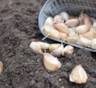 Броня для грядки: как защитить озимый чеснок в условиях суровой зимы