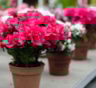 Тепличные принцессы в квартирной неволе: как спасти азалии и цикламены после покупки