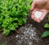 Микроорганизмы вместо химии: как осенью восстановить почву и защитить будущий урожай