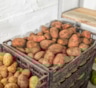 Картофель лежит до весны без потери качества: секреты хранения на балконе и народные хитрости