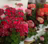 Подвал, подоконник и немного заботы: 3 способа сохранить пеларгонии до нового сезона