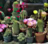 Цветущие колючки: кактусы, которые легко зацветают дома — выбор видов для новичков