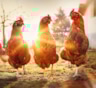 Тепло, свет и зерно: как правильно содержать кур зимой, чтобы сохранить здоровье и яйценоскость