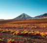 Когда пустыня расцветает: редкое природное чудо в Атакаме удивило ученых и жителей Чили