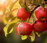 Сильное дерево — щедрый урожай: главные правила ухода за яблоней без лишней химии