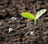 Когда даже полив не спасает: как понять, что растениям не хватает калия