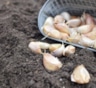 Чеснок начинается с головки: как правильно отобрать и подготовить посадочный материал под зиму
