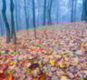 Осенний дождь из листвы: ученые раскрыли масштабы природного «снегопада» в дальневосточных лесах