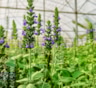 Испанский шалфей против климата: дачники проверяют, возможен ли урожай чиа в России