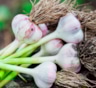 Ошибки, из-за которых чеснок не доживает до весны: как их избежать и сохранить урожай