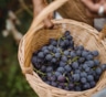 Вкус осени под елкой: как правильно хранить виноград, чтобы он остался свежим до января