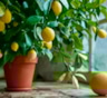 Тихий сезон для лимона: что нужно знать о зимнем уходе за домашними цитрусовыми