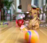 Когда аксессуар побеждает все остальное: ученые объяснили, почему игрушки становятся для собак эмоциональным центром