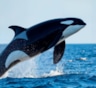 Косатки рушат привычные представления: морские хищники дарят людям добычу и ставят ученых в тупик