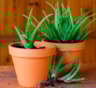 Деток много — выкидывать жалко: простой способ размножить алоэ и получить новые растения