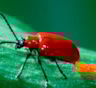Смешно звучит — дорого обходится: насекомые с веселыми названиями и очень злым характером