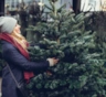Пышная с виду — не значит свежая: на что смотреть при покупке живой елки, кроме цены