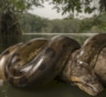 Ожидали монстра из кошмаров, получили сенсацию: как исследование перевернуло представление об доисторических анакондах