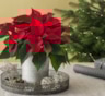Вы все делали не так еще по дороге домой: из-за чего пуансеттия сбрасывает листья почти сразу