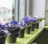 Зима для фиалок — время скрытого стресса: как не дать растениям зачахнуть