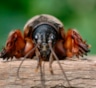 Земляной рак покинет ваш участок с концами: названо средство, от которого медведка бежит как от огня