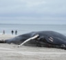 Поэтому киты выбрасываются на берег: ученые назвали главные причины