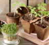 Осторожно — неправильная тара губит рассаду: как подобрать емкость и не ошибиться