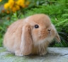 Стоит ли заводить декоративного кролика: если плюсы очевидны, то о недостатках обычно молчат