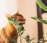 Кошка ест домашние цветы — это сигнал: что она пытается сказать и как ей помочь