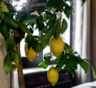 Лимон сбрасывает бутоны зимой: как спасти цитрус без пересадки