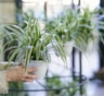 Эти комнатные растения полезны для здоровья: 10 помощников против пыли и токсинов