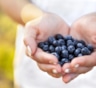Суперфуд из леса: черника — не просто ягода, вот что ученые нашли в ее составе