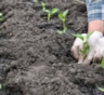 Перец перестанет болеть после высадки: 3 простых ингредиента в лунку — и гниль не подберется
