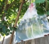 Зачем дачники вешают весной пакеты с водой на деревья: тихая профилактика сада — не спешите смеяться