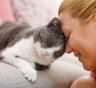 Как научиться общаться с кошкой: эти жесты и интонации питомцы понимают лучше слов